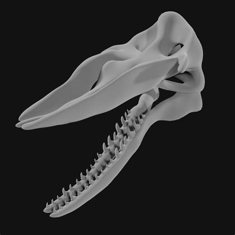 3D Sperm Whale Skull - TurboSquid 1978155