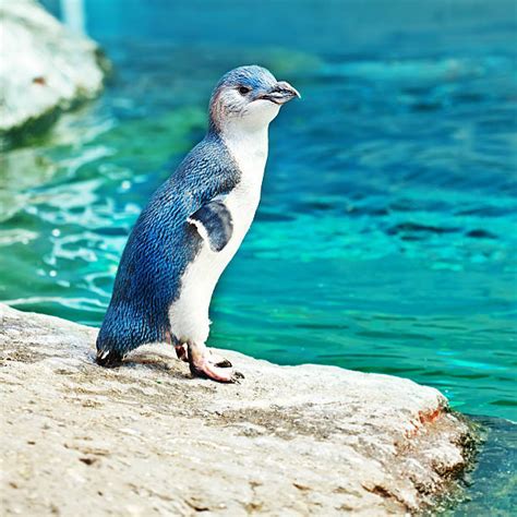 510+ Fairy Penguin Stock Photos, Pictures & Royalty-Free Images - iStock