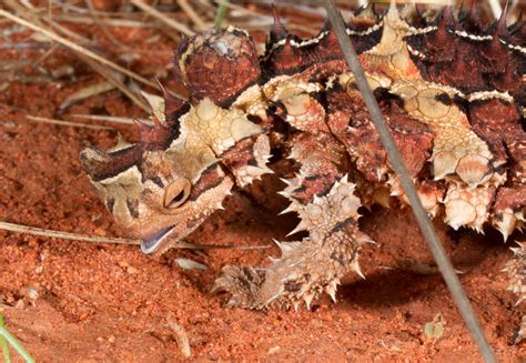 Moloch horridus Adaptations