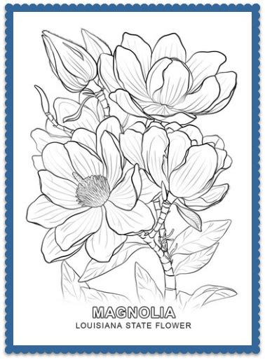 Louisiana State Flower - Magnolia by USA Facts for Kids