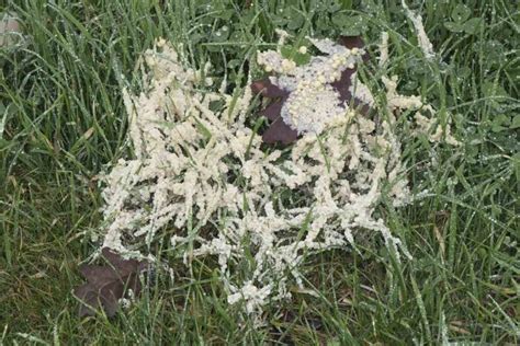 Slime Mold on Grass: What is It and How to Get Rid of It?