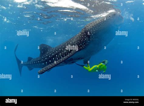 Size comparison, snorkeller and Whale shark (Rhincodon typus), biggest fish of world, Ari Atoll ...