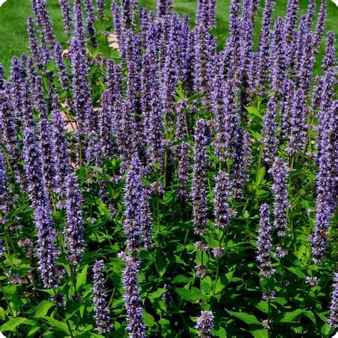 Hyssop Seeds - Anise Hyssop - Heirloom Untreated NON-GMO From Canada