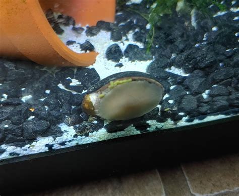 What is on my black nerite snail? Eggs? Disease? : Aquariums