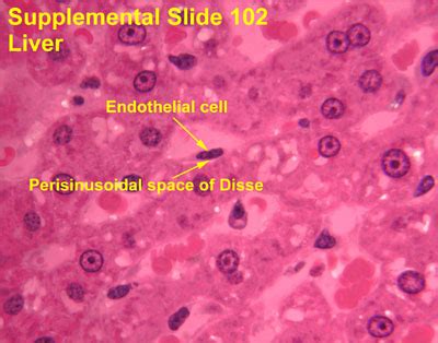 Liver Histology Kupffer Cells