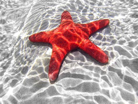 18 Starfish Facts for Kids to Spark Your Imagination – Facts For Kids