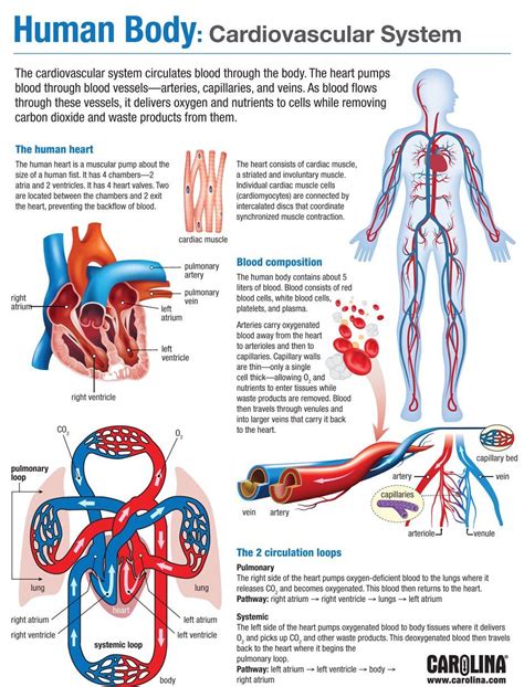 Cardiovascular System | Basic anatomy and physiology, Medical school essentials, Human anatomy ...