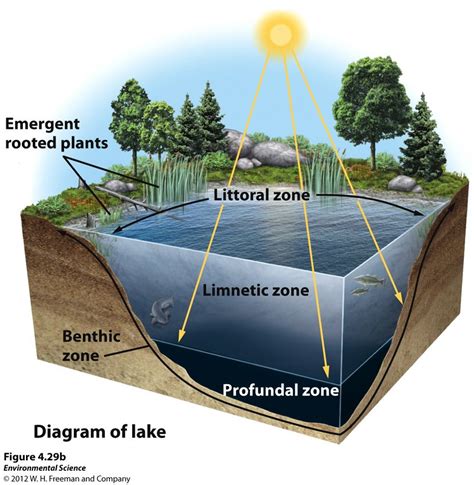 Freshwater Biomes Diagram | Quizlet