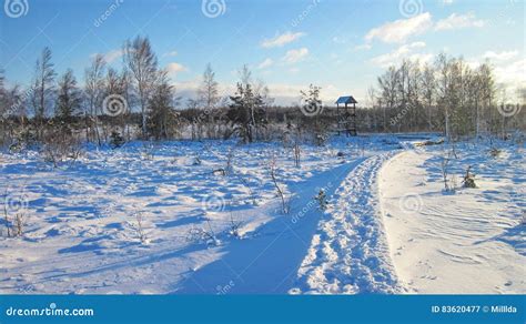 Lithuanian Winter Landscape Stock Image - Image of forest, swamp: 83620477