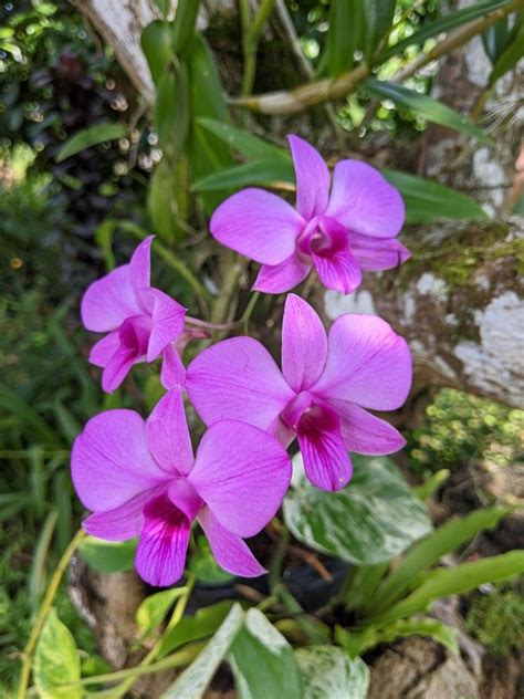 Dendrobium bigibbum, commonly known as the Cooktown orchid or mauve ...