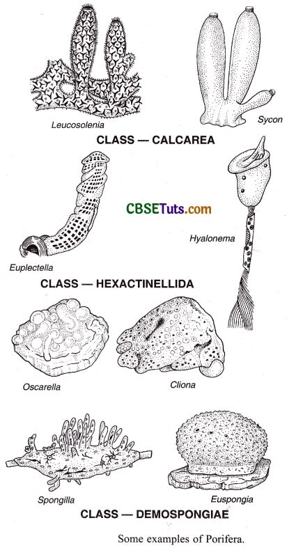 Phylum Porifera - Characteristics and Examples - CBSE Tuts