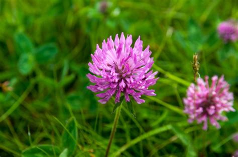 Red Clover for Menopause Symptoms and Cholesterol | Woman's World