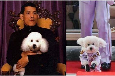 Inside Thai King Maha Vajiralongkorn’s dog obsession: he reportedly flew to Germany with 30 ...