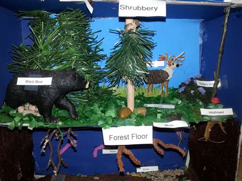 a faithful attempt: Science Habitat Dioramas- Forest Towers