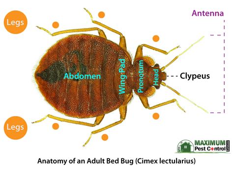 Want A Bed Bug Inspection? Here's What You Should Know - Maximum Pest ...