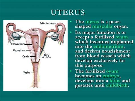 Human reproductive system