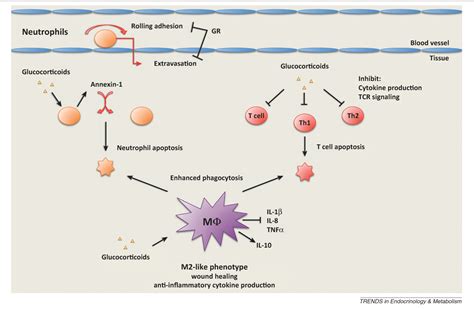 The five Rs of glucocorticoid action during inflammation: ready, reinforce, repress, resolve ...