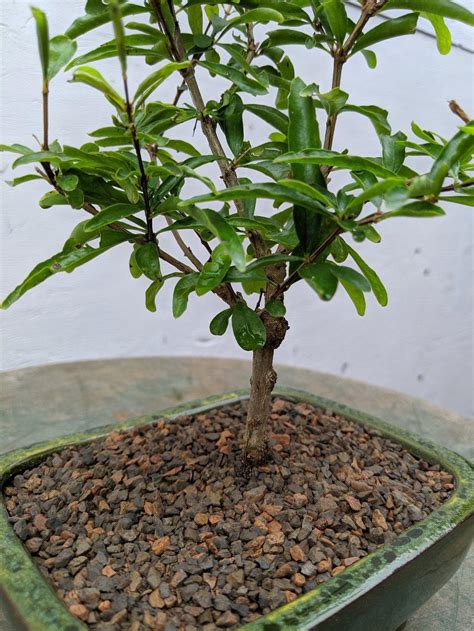 Dwarf Pomegranate Bonsai Tree