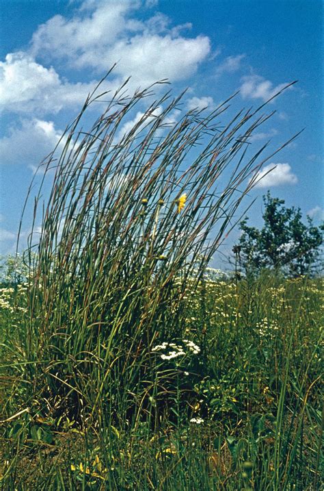 Big bluestem | plant | Britannica