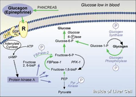 Glucagon