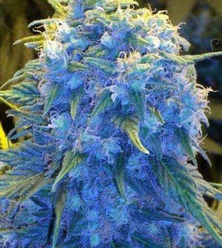 Blue Monster Strain Feminized Seeds | The Seed Pharm