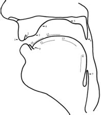 SPA3003 Labeling the vocal tract Diagram | Quizlet