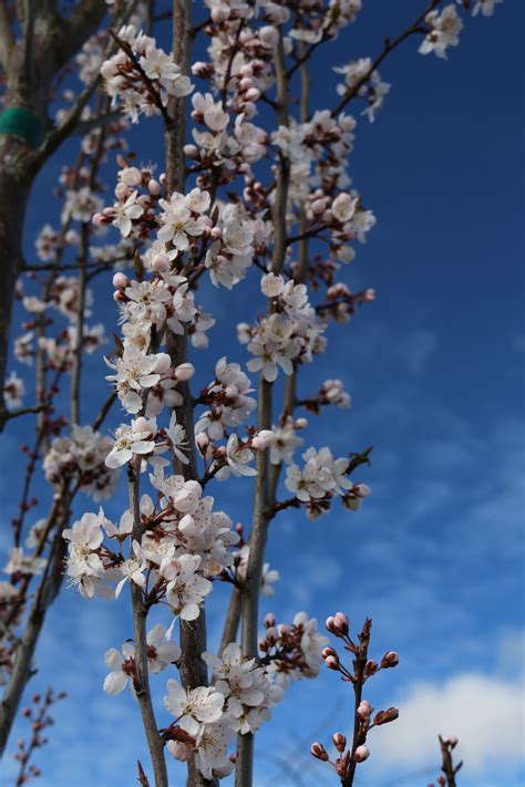 Prunus Crimson Pointe flowers - Blue Heron Nursery