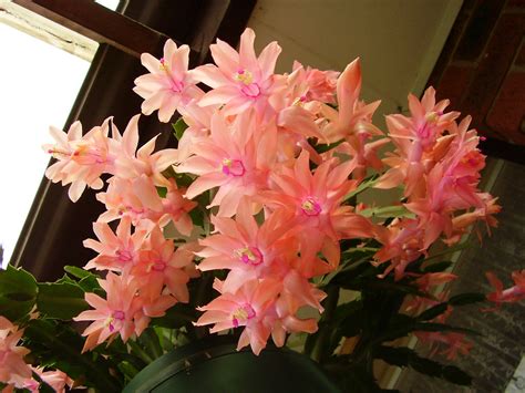 Schlumbergera cactus - "Pink heaven" - a photo on Flickriver