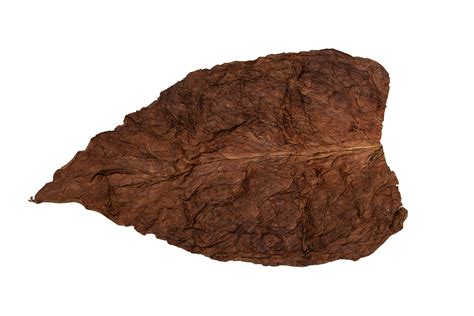 The Ultimate Guide to Fronto Grabba Leaf: History, Uses, and Benefits ...