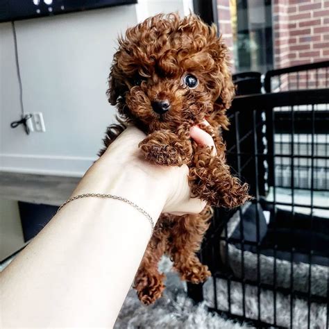 25 Reasons Why Toy Poodles Are the Best | Always Pets