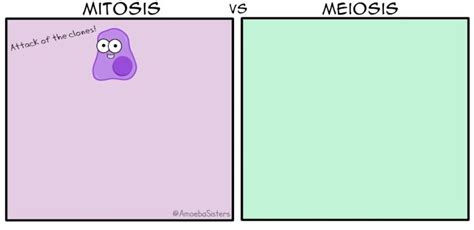 meiosis vs mitosis Amoeba Sisters GIF | Teaching biology, Biology lessons, Medical school motivation