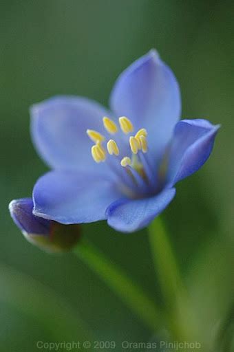 My Tropical Flowers: Lignum Vitae, The Most Elegant Flower