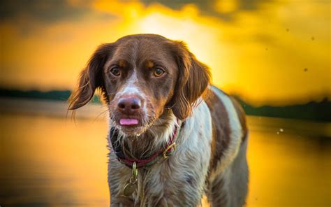 Brittany Spaniel Colors: Rarest to Most Common - A-Z Animals