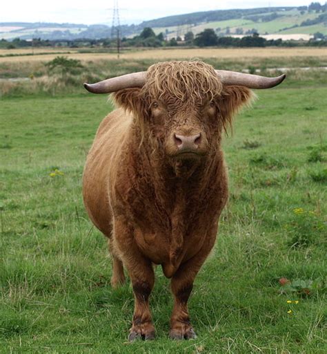 Speaking Valencian: When they say bull, at least it’s a cow or a young bull