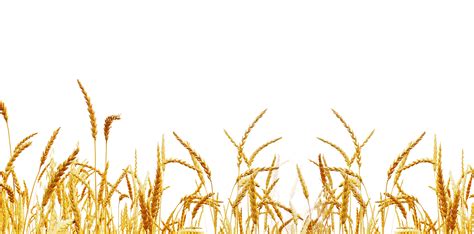 Farm Wheat Field PNG Free Image | PNG All