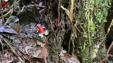 Illegally Trafficked Poisonous Frogs Released to - One News Page VIDEO