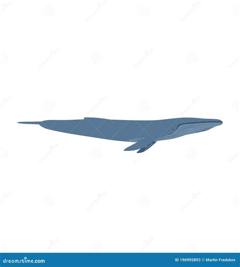 Balaenoptera Musculus - Blue Whale - Side View Stock Vector - Illustration of baleen, view ...