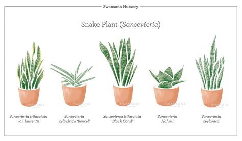 17+ Types Of Snake Plants - SammarKylian