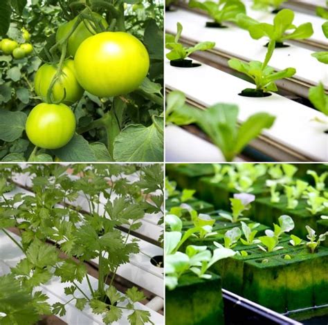 Profitable Hydroponic Crops - A Full Guide | Gardening Tips