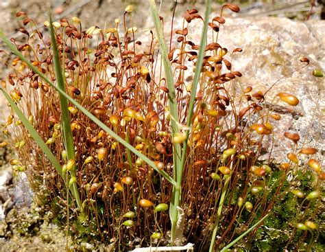 Vascular Plants of the Gila Wilderness-- Funaria hygrometrica var ...