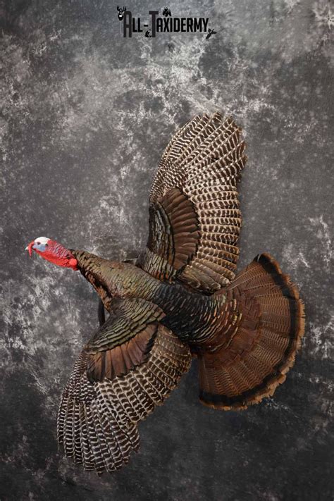 Eastern Turkey taxidermy mount for sale SKU 1247 - All Taxidermy