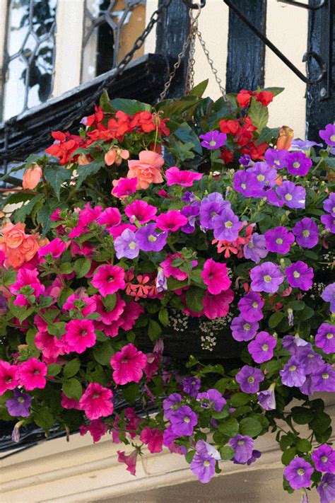 Geranium Hanging Baskets (Care Guide, PICTURES and more) - Garden Tabs