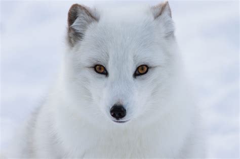 Arctic Fox Facts for Kids | Polar Foxes | Snow Fox | Artic Animals