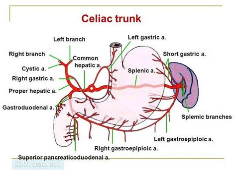 Pictures Of Brachiocephalic Vein(s)Healthiack