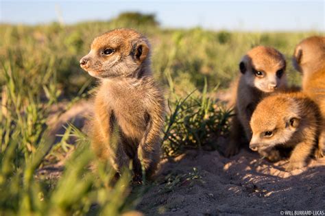 Baby Meerkats | Will Burrard-Lucas