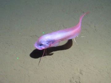 Life in the Trenches | Science and the Sea