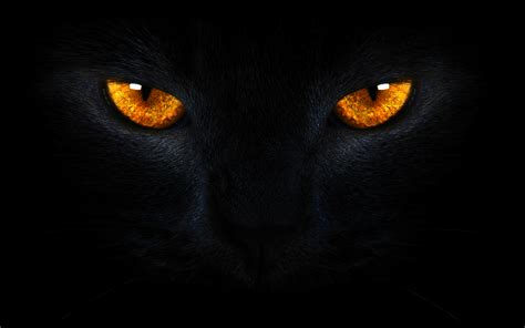 🔥 [40+] Black Cat Eyes Wallpapers | WallpaperSafari