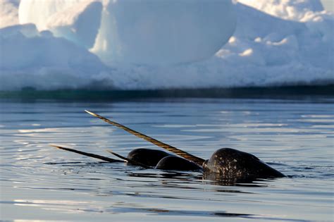 Narwhal Tusk Facts: Did You Know? | Arctic Kingdom