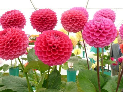 Artelexia: Mexico's National Flower: Dahlias