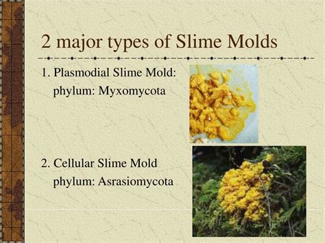 PPT - Kingdom: Protista PowerPoint Presentation - ID:514793